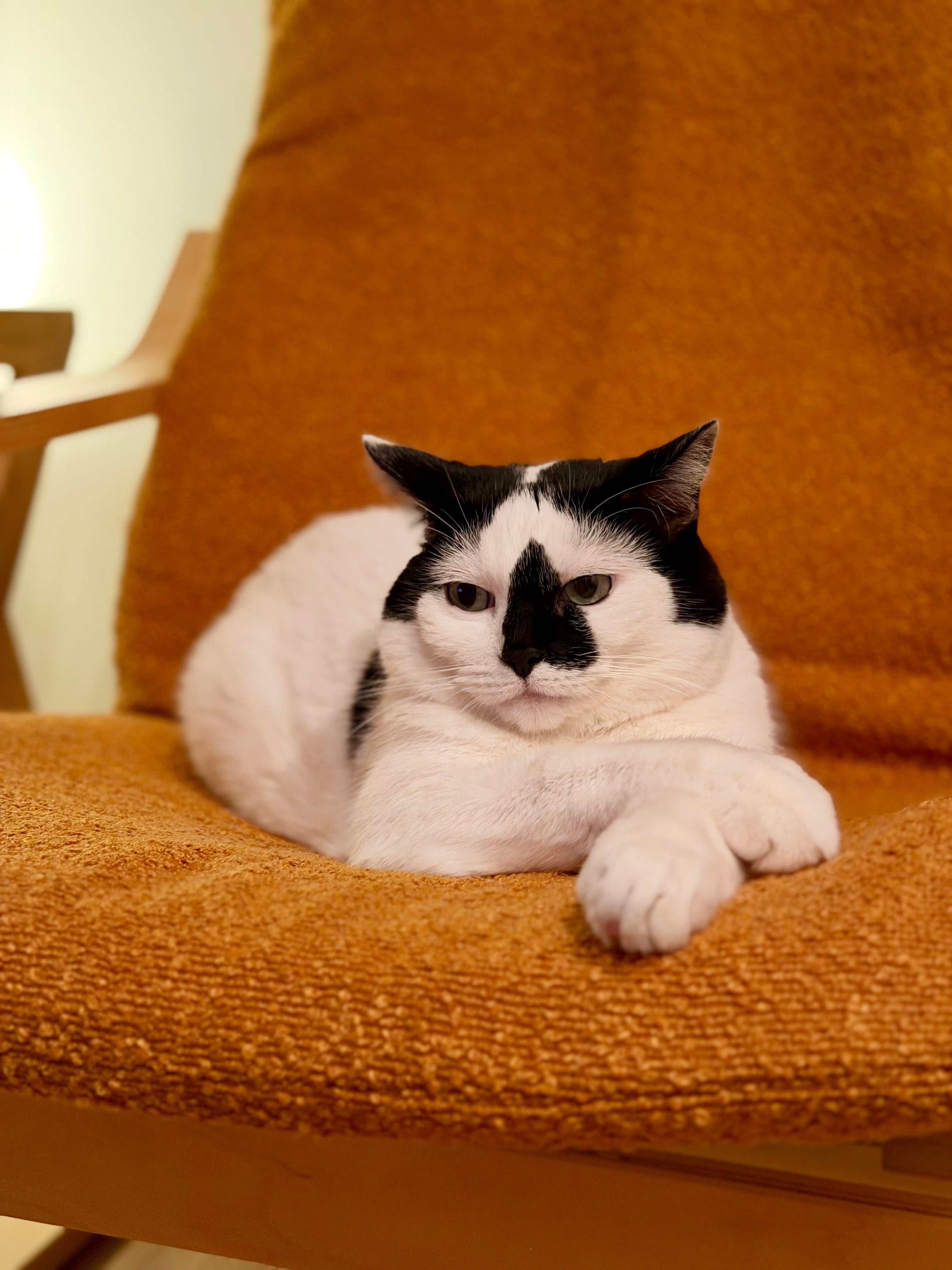 A black and white cat lies relaxed on an orange-brown upholstered armchair in a warm indoor setting.